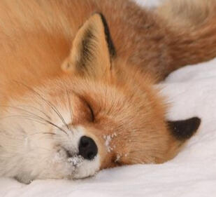 red fox