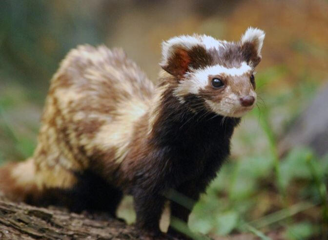 marbled polecat