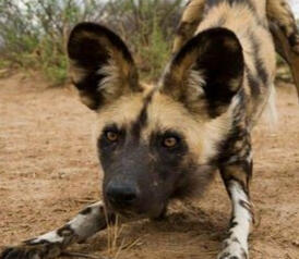 african wild dog