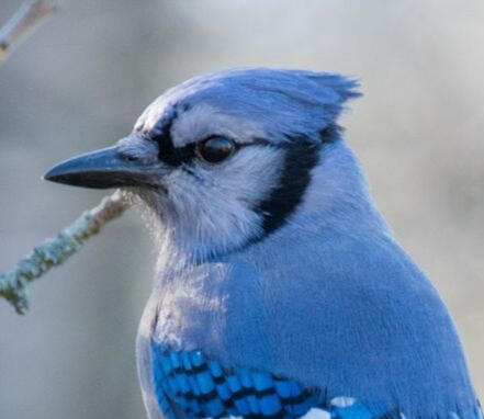 blue jay