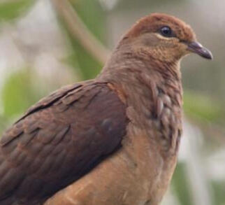 brown cuckoo dove