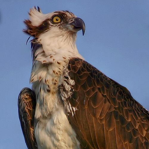 osprey