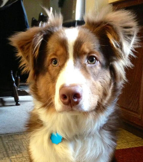 collie mix