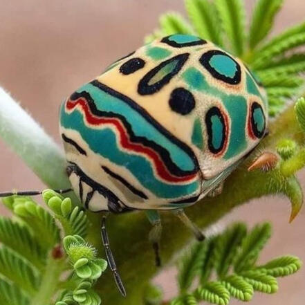 picasso beetle