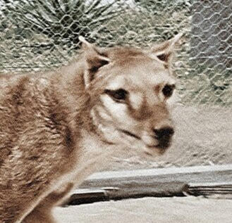 thylacine